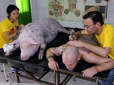 Процесс татуирования свиньи и человека